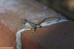 46679_florida_lizzard.jpg