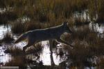 41530_coyote_yellowstone.jpg